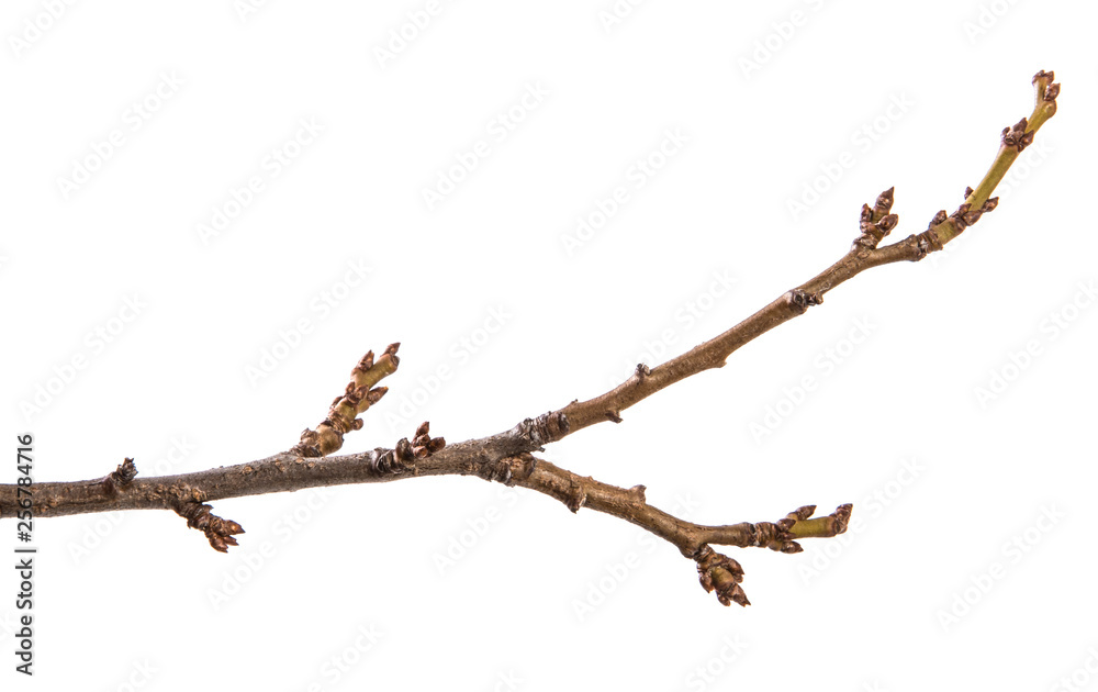 dry branch of a walnut tree. isolated on white background dry branch of a walnut tree. isolated on white background