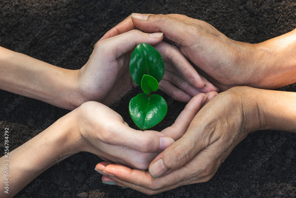 Hands of person protection growing young plant on fertile soil for agriculture or save earth,nature concept. Hands of person protection growing young plant on fertile soil for agriculture or save earth,nature concept.