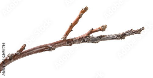 dry branch of a walnut tree. isolated on white background
