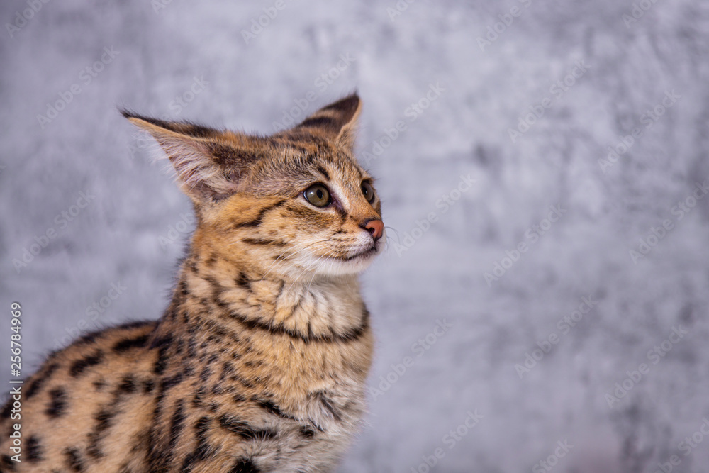 Savannah F1, a hybrid of Serval and Savannah. Savannah F1, a hybrid of Serval and Savannah.
