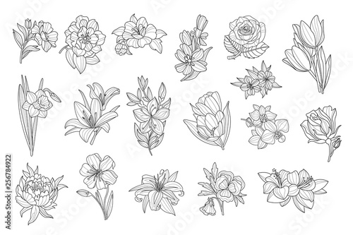 Set of beautiful monochrome flowers. Lily, tulip, peony, rose, daffodil, calendula, pansy, petunia. Sketchy icons. Hand drawn vector elements for tattoo or decor