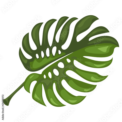 Monstera. Tropical leaves. Botanical element for cosmetics, spa, beauty care products