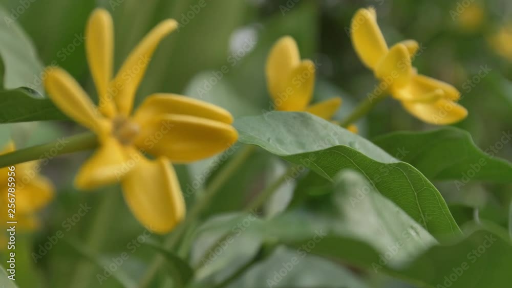 close up of yellow flower. The wind blows a bouquet of flowers in the evening sun.
