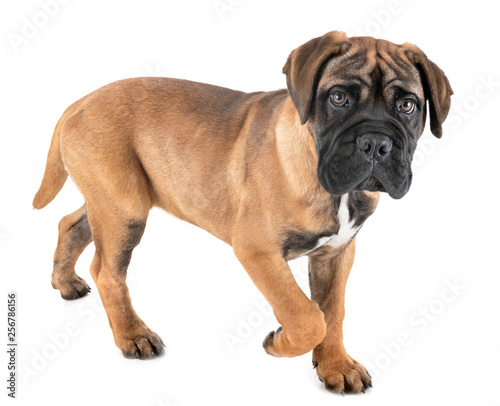 puppy bullmastiff in studio