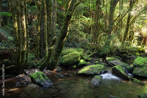 A shallow stream flows past moss covered rocks as it follows its path along the forest floor.