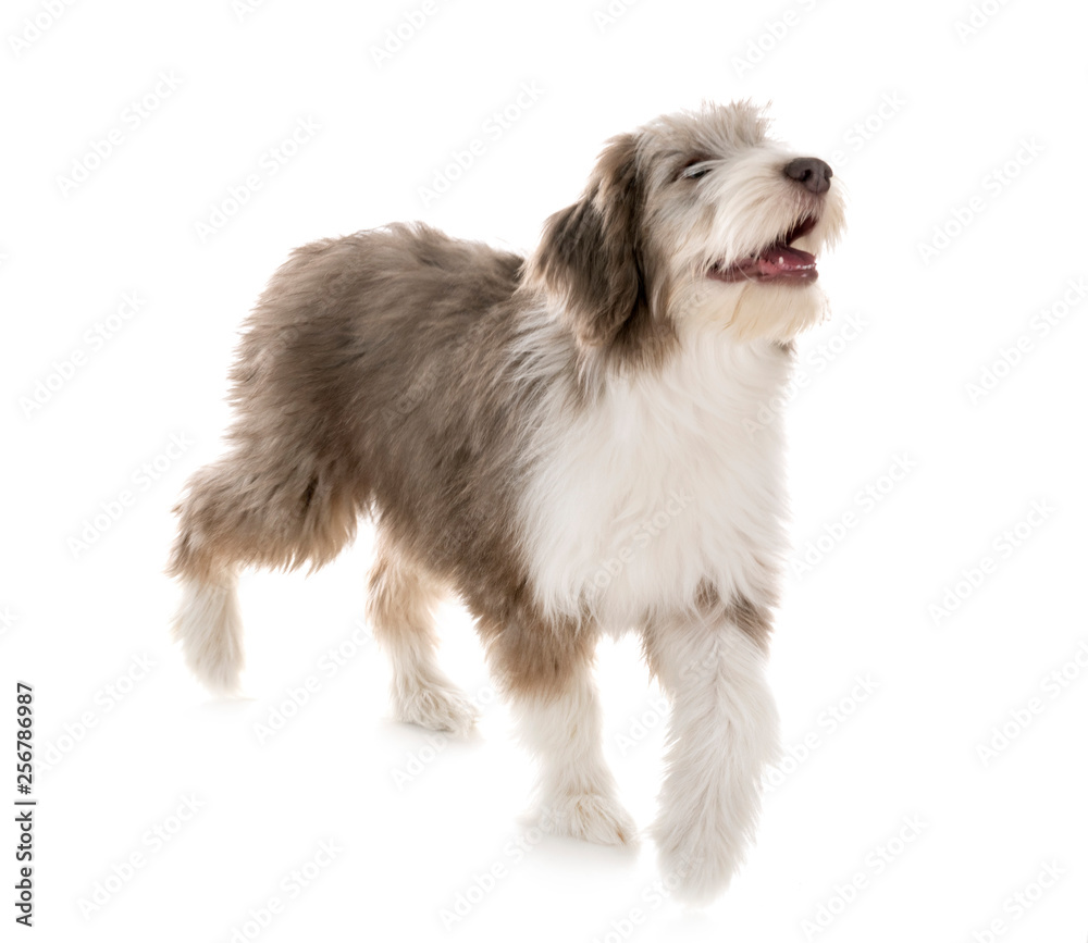 puppy bearded collie