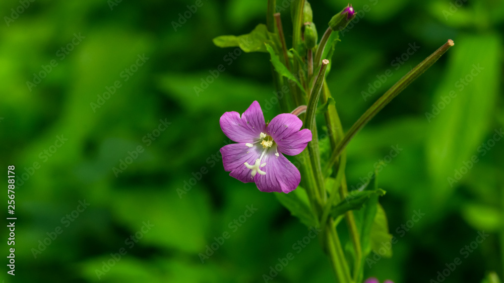 Flower on Great Hairy willowherb or Epilobium hirsutum close-up with bokeh background, selective focus, shallow DOF Flower on Great Hairy willowherb or Epilobium hirsutum close-up with bokeh background, selective focus, shallow DOF