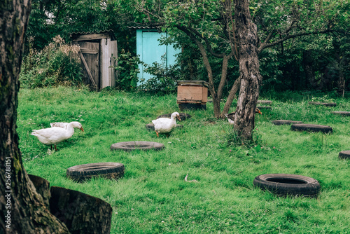 White geese on green grass photo