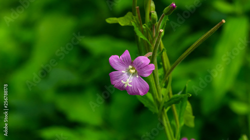Flower on Great Hairy willowherb or Epilobium hirsutum close-up with bokeh background, selective focus, shallow DOF