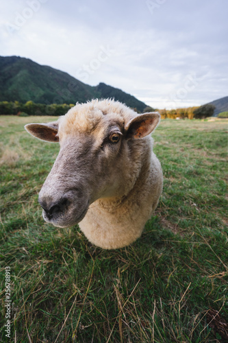 Fotografía Funny sheep on field