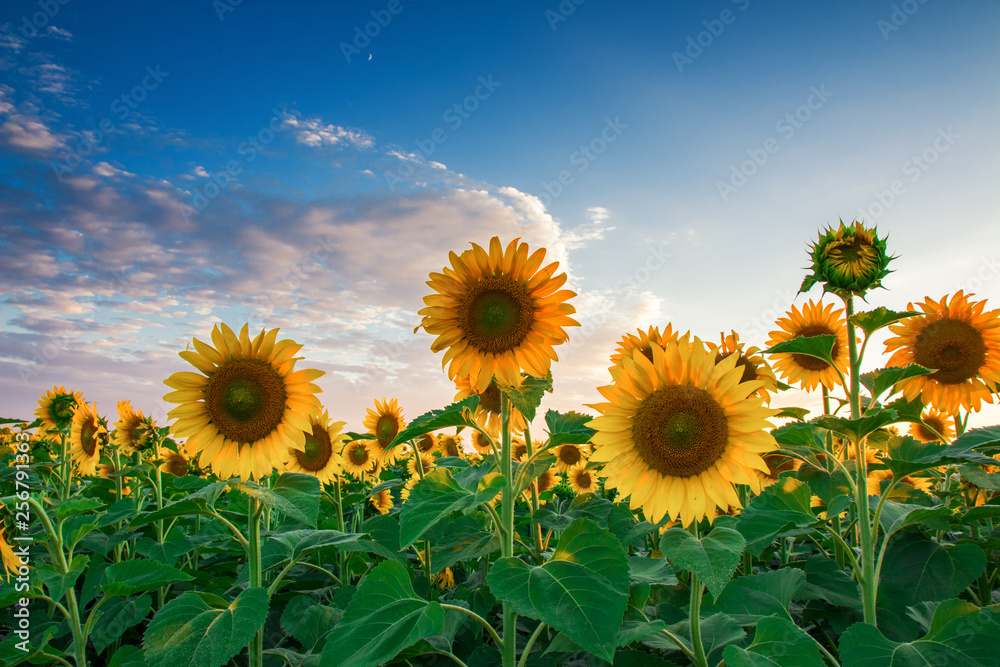 Obraz premium Sunflowers and blue sky