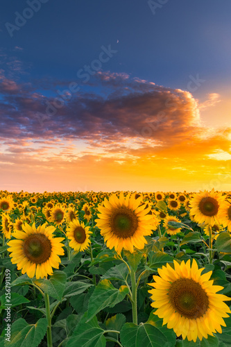 Sunflower field in sunset #5