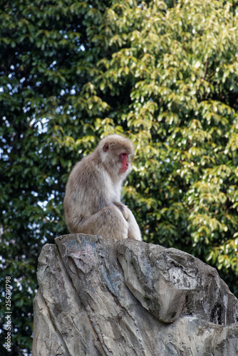 Japanese Macaque