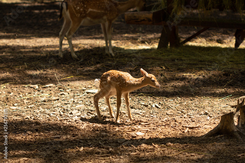Little young deer walks in a park