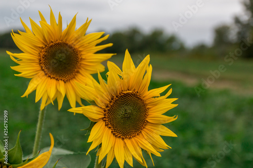 Wild sunflowers  1