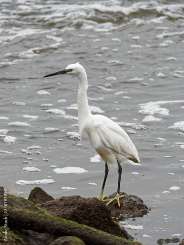 A Little Egret Standing Tall