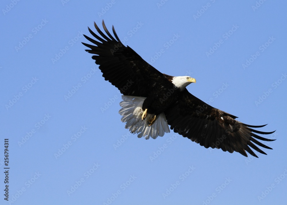Fototapeta premium Bald Eagle
