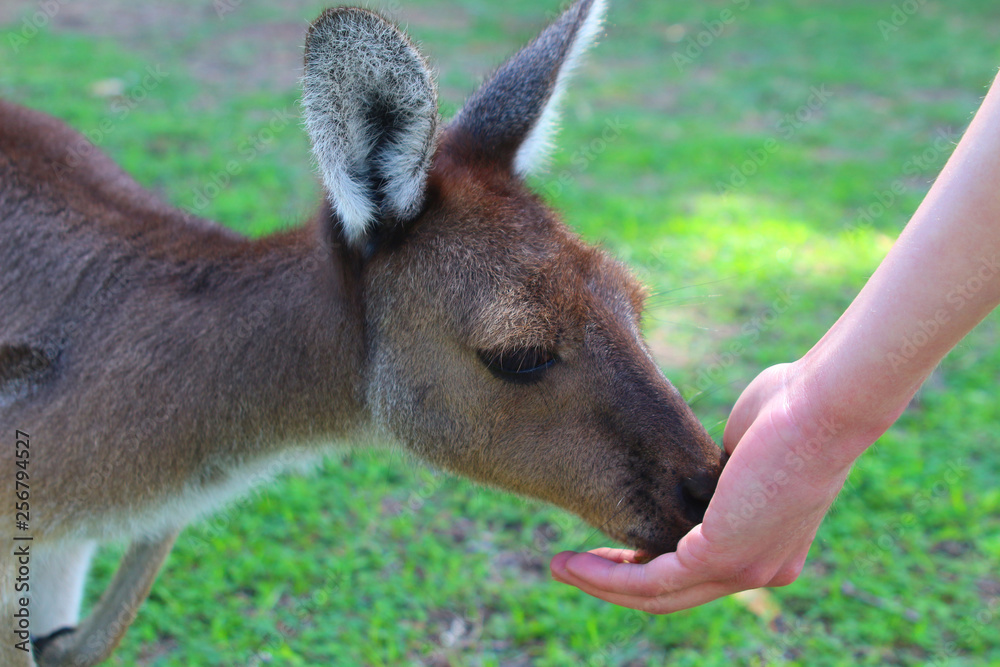 Western Gray Kangaroo feed from hand