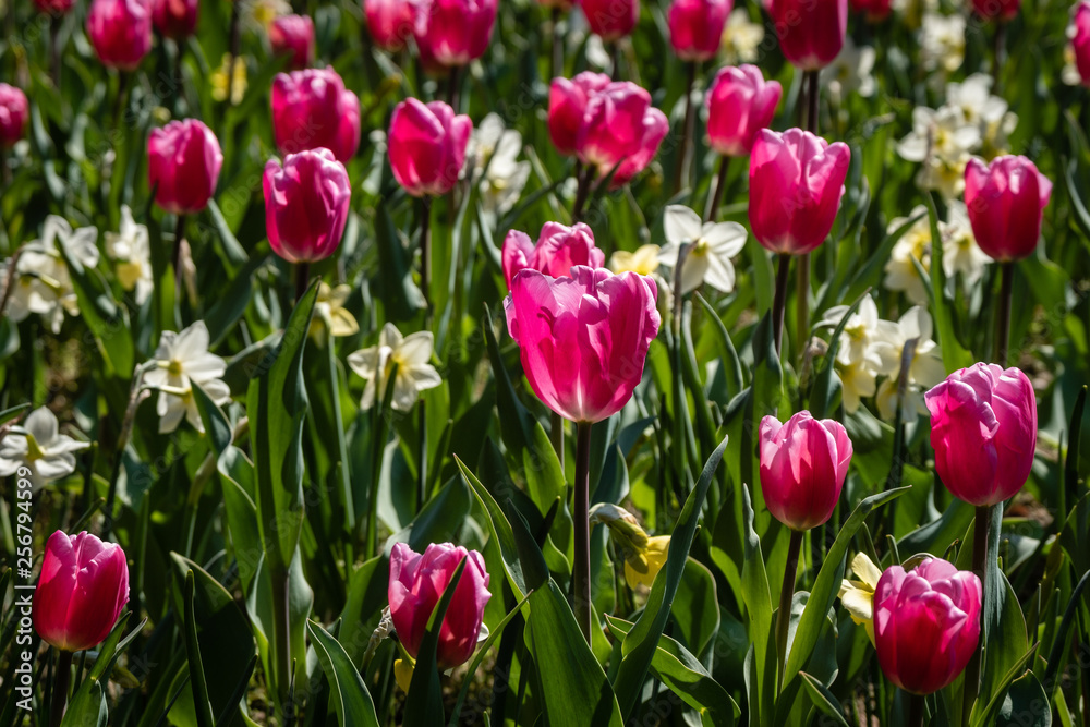 Tulipes