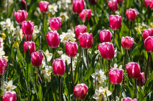 Tulipes