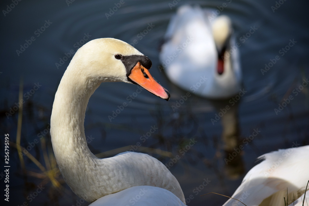 Obraz premium swan on lake