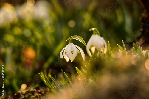 Two blooms of Snowdrop grow on the garden between grass. Morning light shining on this two cute plants. Winter is draw to end. New life is here. Galanthus nivalis