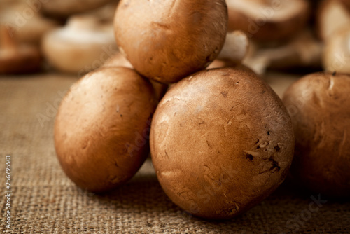 Mushrooms close up