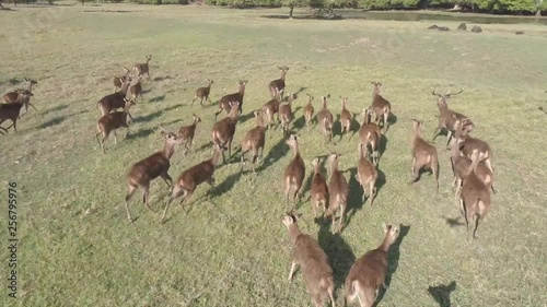 Drone footage of dear running in the nature