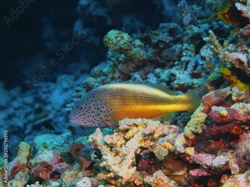 Fototapeta Naklejka Na Ścianę i Meble -  The amazing and mysterious underwater world of Indonesia, North Sulawesi, Bunaken Island, grouper