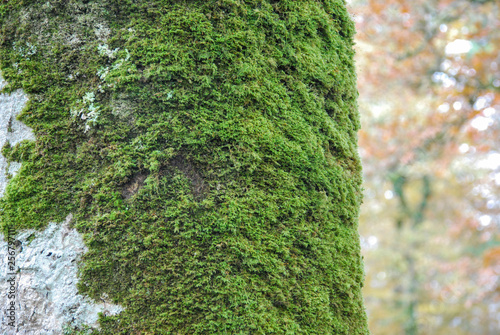 Forêt de Huelgoat dans le Finistère en Bretagne à l'automne, forêt de légendes, 