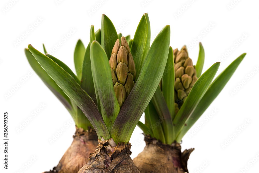 Obraz premium Hyazinthen