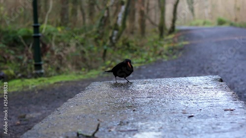 A Blackbird in Belleek Woods, Ballina, Co Mayo, Ireland photo