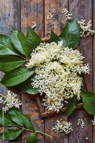 Elderflower blossom flower in wooden background. Edible elderberry flowers add flavour and aroma to drink and dessert.