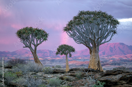 A rainbow behind three quivetrees in namibia. photo