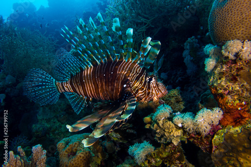 Lionfish in the red sea in egypt