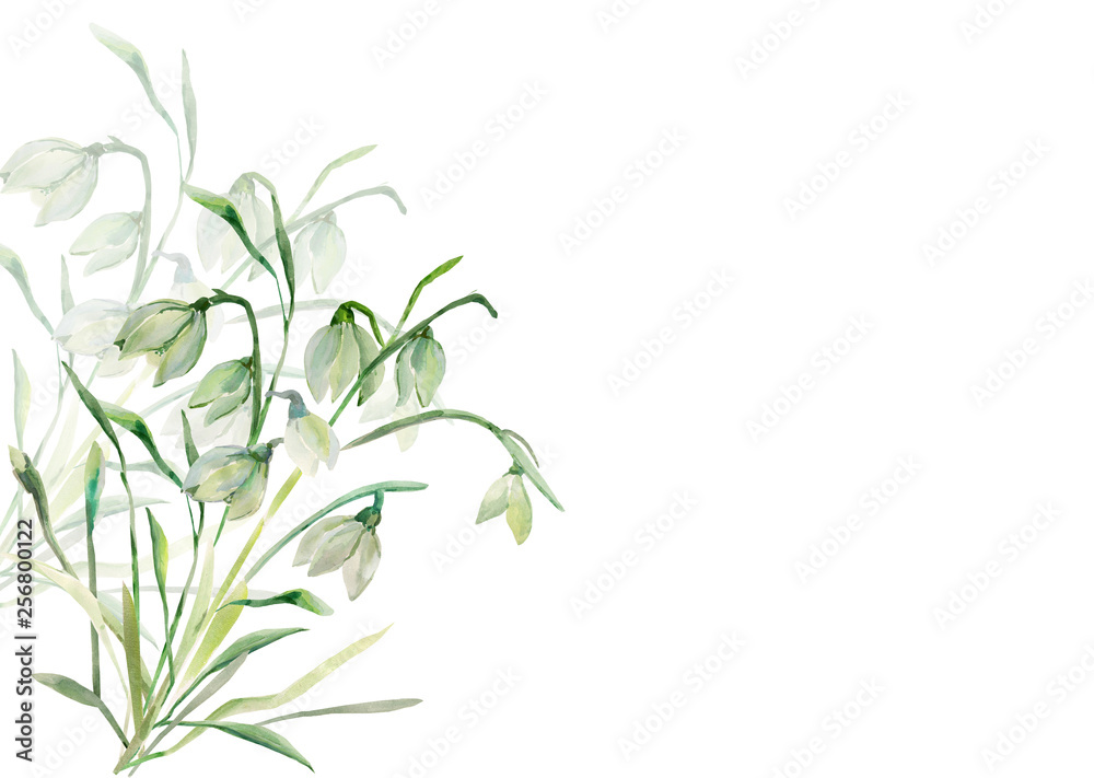 Fototapeta premium Watercolor, Primrose, Snowdrops, Pattern.