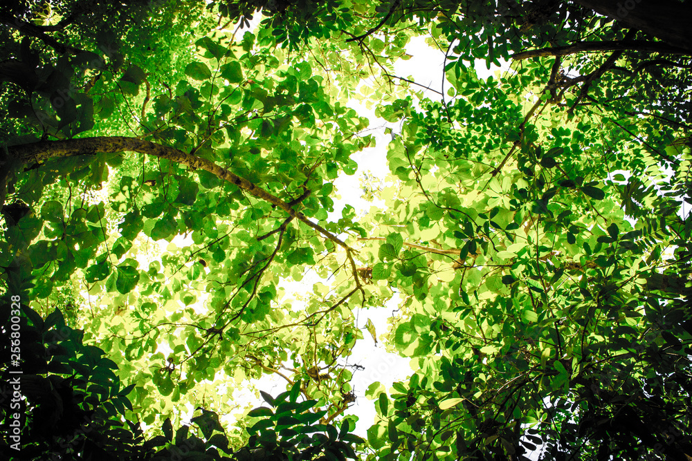Under the shade of various trees and leaves in the jungle on gap space that is the sky and sun shines Under the shade of various trees and leaves in the jungle on gap space that is the sky and sun shines