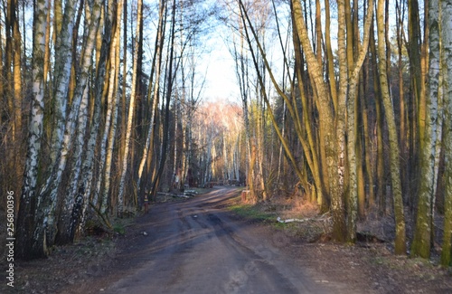 Główna droga w lesie poziomo