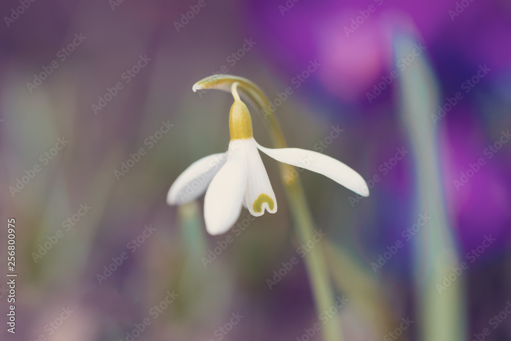 first spring flower Galanthus Snowdrop bloom in springtime garden. First messenger of spring after winter season first spring flower Galanthus Snowdrop bloom in springtime garden. First messenger of spring after winter season