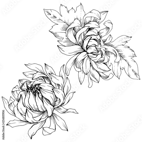 Vector Chrysanthemum floral botanical flowers. Black and white engraved ink art. Isolated flower illustration element.