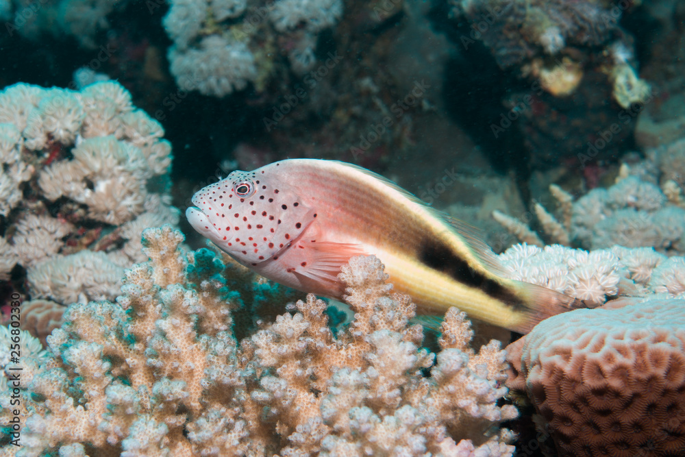 Close-up of a hawkfish