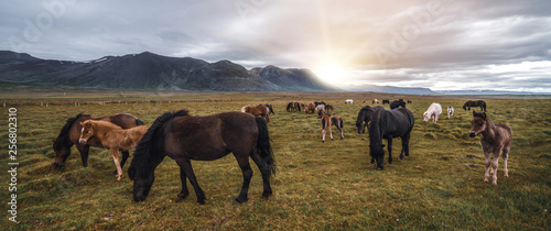 Fotografie Icelandic horse in the field of scenic nature landscape of Iceland