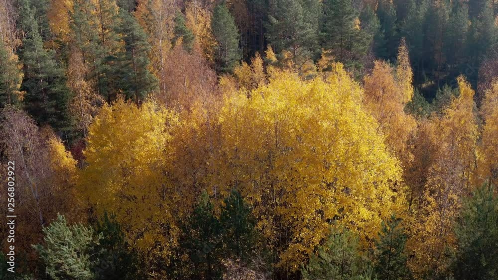 AERIAL: Flying above the stunning colorful treetops with turning leaves on sunny day. Beautiful autumn trees in yellow, orange and red forest on sunny autumn day. Fall foliage in autumn forest AERIAL: Flying above the stunning colorful treetops with turning leaves on sunny day. Beautiful autumn trees in yellow, orange and red forest on sunny autumn day. Fall foliage in autumn forest