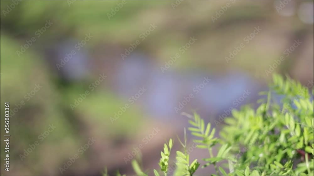 Green landscape panorama with bokeh background