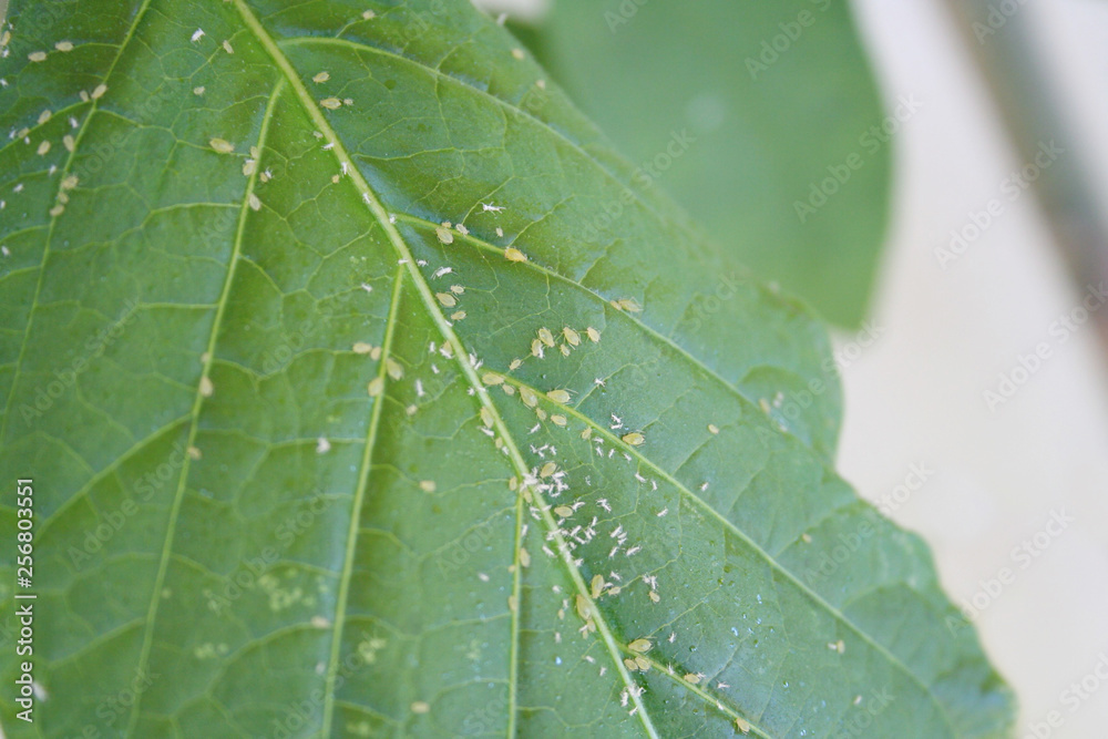Green aphids infestation on a green leaf Green aphids infestation on a green leaf