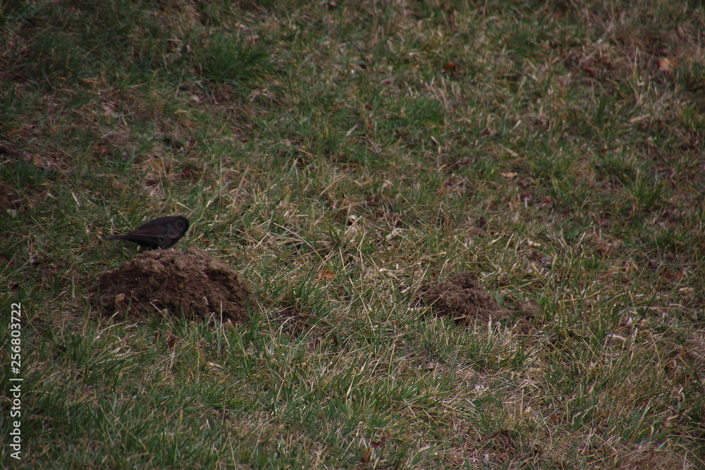 Amsel auf einer Wiese im Hinterhof