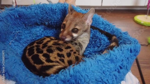 A pet genet cat (Genetta Tigrina) relaxing and grooming at home. photo
