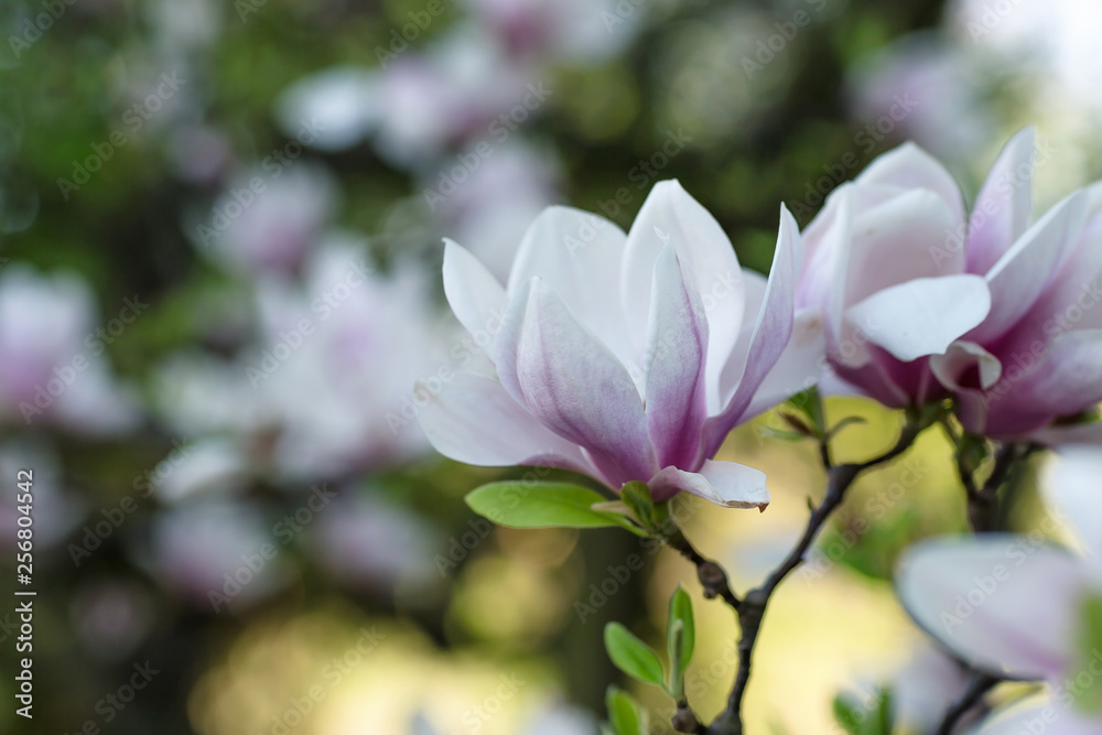 Fototapeta premium Blooming magnolia tree branch. Blurred background. Close up, selective focus.