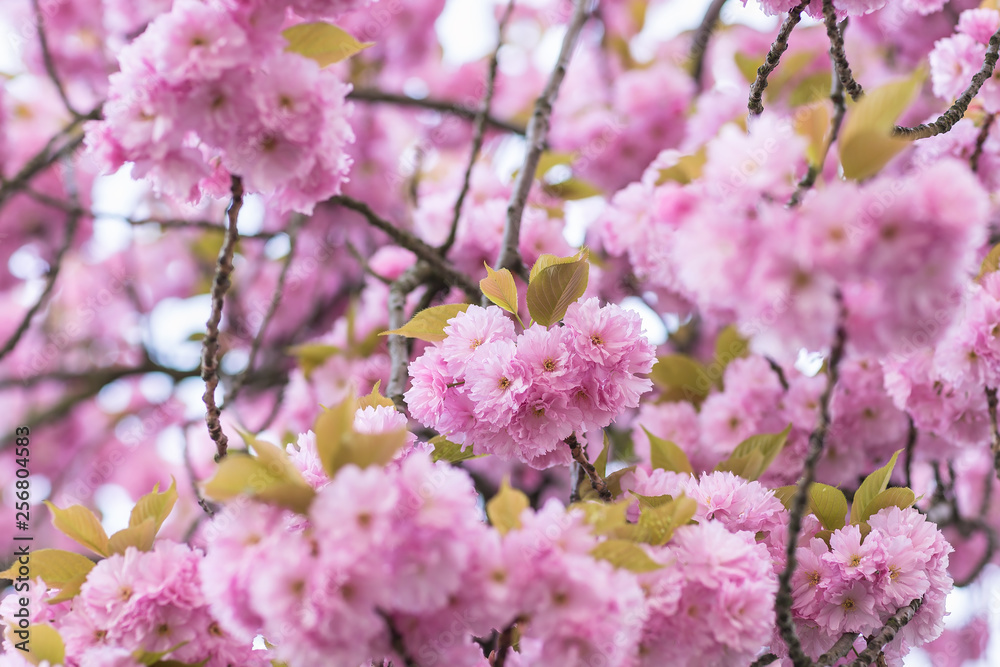Blooming sakura tree branch. Blurred background. Close up, selective focus.