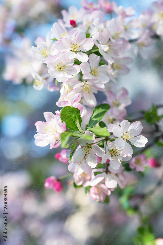 Blossom cherry tree branch. Blurred background. Close up, selective focus. Blossom cherry tree branch. Blurred background. Close up, selective focus.